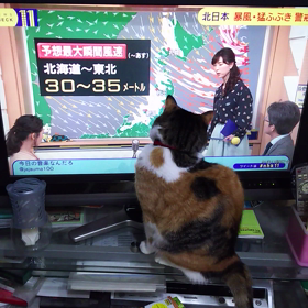 猫あるある……天気予報コーナーの画像