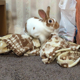 ホリホリ動画の画像