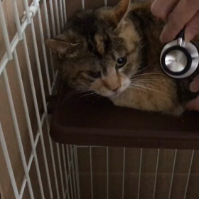 華音ちゃんの現状の画像