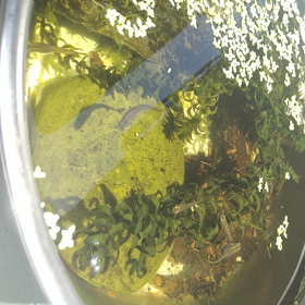 メダカのビオトープ★とてもキレイ♪の画像