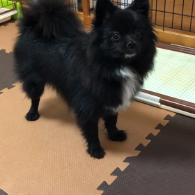 2019年2月14日  るな  チンッの画像