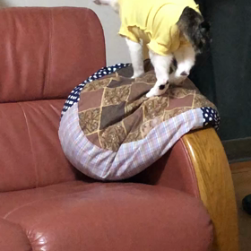 今日のジム活と仕事！デールマリーに追いかけられた方が良かったね。の画像