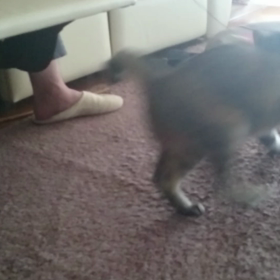 新しいおもちゃの画像