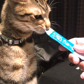 ちゅ〜るの画像