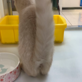 お泊り♡アルちゃんの画像