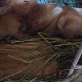 生後１０日目  動画の画像