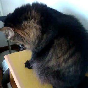 初めての動画の画像