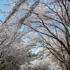桜の花見をしないと気が進まなく、の画像