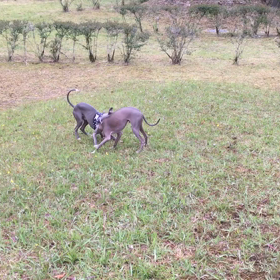 オートキャンプ森  のかわなべのドックランの画像