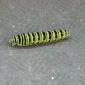 幼虫くん、ついに動き出した！～動画だよ～の画像