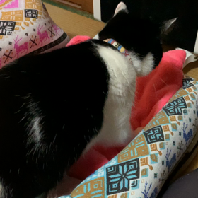 党首のふみふみの画像