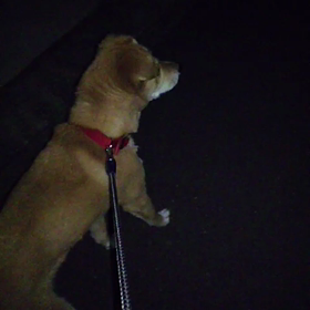 深夜徘徊。の画像