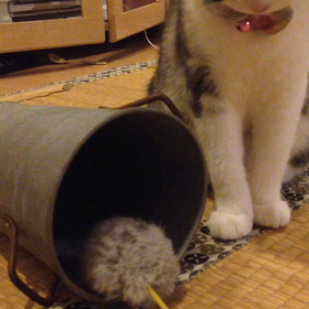 じゃれ猫ふわふわポンポンの画像