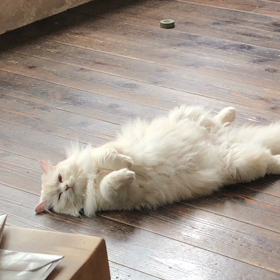 夜の栄養を求め。。。の画像