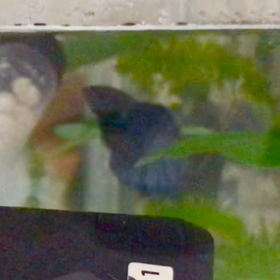 エアーを見てハグするベリー君の画像