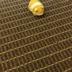 台湾旅行〜〜ハムスターの画像