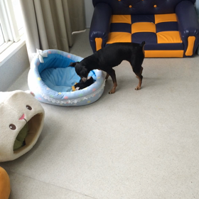 ♪プレイルーム動画♪の画像