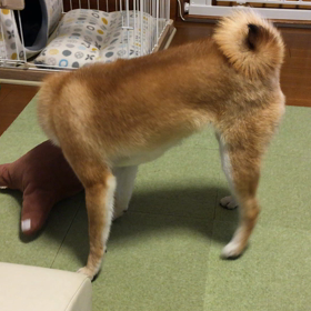 豆柴くるみ車中泊デビュー♫の画像