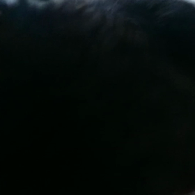 久しぶりの豆ちゃんの画像