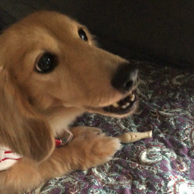 展示品に…の画像