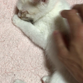 みかんちゃんの画像