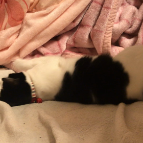 コロンコロンくねくねの舞の画像