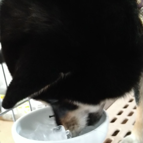 氷好きですか？の画像