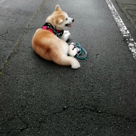 大雨だと思いきや、朝5時半はあめが止んでいた。チャンス到来といつもと違う方向へ散歩開始❗イヤイヤの画像