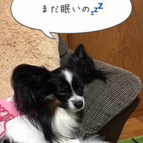 まだ眠いの画像
