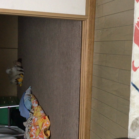 今日はライオンの画像