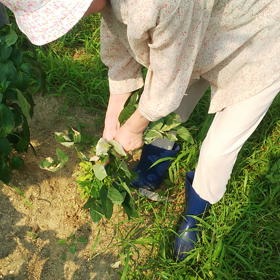 収穫❤️の画像