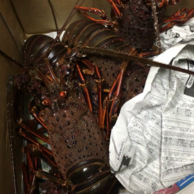 伊勢海老祭り‼️の画像