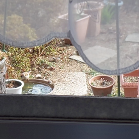 雀達やっと撮れた✌️の画像