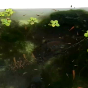 ある程度大きくなったので･････の画像