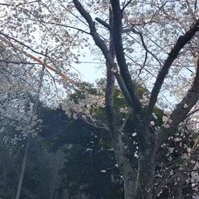 朝から鴬が(*^^*)♪の画像