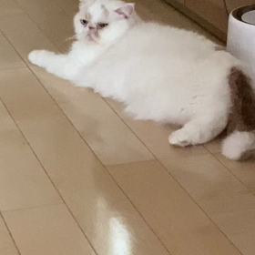 ルンバと棉雲の画像