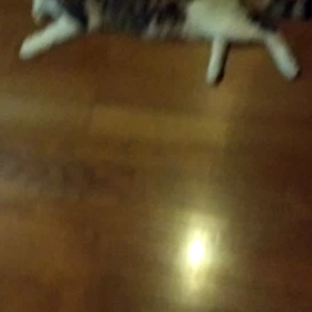 つぶちゃんの動画　まだ逃げるの画像