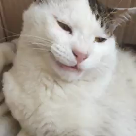 地域猫   ジローくんの雨宿りの画像