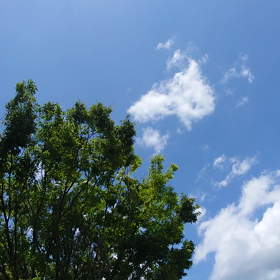 夏の風の画像