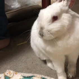 うさぎのみい娘耳のお手入れの画像