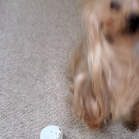 トボトボ～の画像