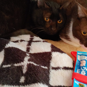 咲桃虎レスキューその後の画像