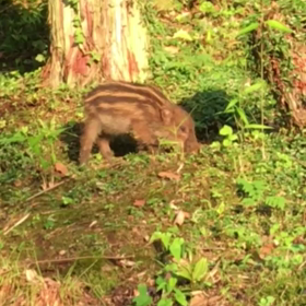 庭先で‼︎の画像