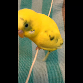 チラチラインコの画像