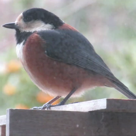 すぎぴたんの事件簿シーズン3　138話（ドアップ・ヤマガラ）の画像