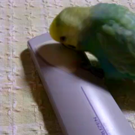 啄木鳥？のフウスケ君の画像