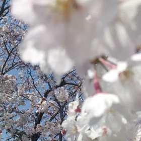 桜の画像
