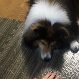 ありがとうの画像