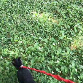 ♪お散歩動画♪代々木公園♪の画像