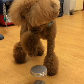 のっけのプロ。の画像